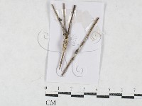 登錄號:F0027146藏品圖，第1張