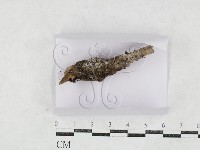 登錄號:F0027148藏品圖，第1張