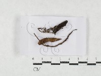 登錄號:F0027150藏品圖，第1張