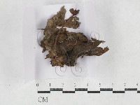 登錄號:F0027151藏品圖，第1張