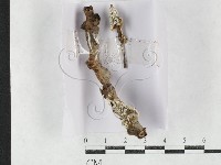 登錄號:F0027153藏品圖，第1張