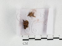 登錄號:F0027154藏品圖，第1張