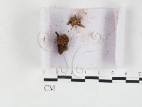 登錄號:F0027154藏品圖，第3張