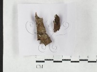 登錄號:F0027156藏品圖，第1張