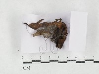 登錄號:F0027157藏品圖，第1張