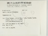 絲齒菌屬藏品圖，第2張