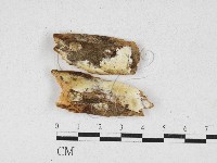 骨皮菌屬藏品圖，第1張