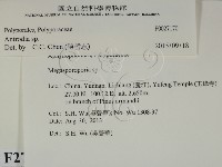 薄孔菌屬藏品圖，第2張