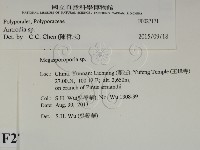 薄孔菌屬藏品圖，第2張