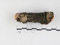 附毛菌屬藏品圖，第1張