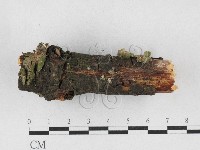 附毛菌屬藏品圖，第3張