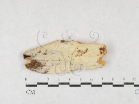 登錄號:F0027174藏品圖，第1張