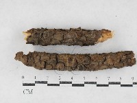 刺革菌屬藏品圖，第1張