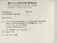 絲齒菌屬藏品圖，第2張