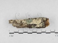 絲齒菌屬藏品圖，第1張