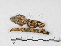 刺革菌屬藏品圖，第1張