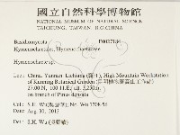 刺革菌屬藏品圖，第2張