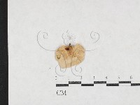 登錄號:F0027185藏品圖，第1張