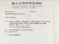 絲齒菌屬藏品圖，第2張