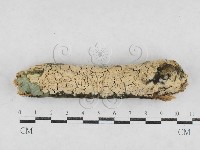 絲齒菌屬藏品圖，第1張