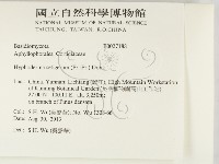 剛毛絲皮菌藏品圖，第2張