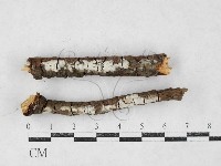 剛毛絲皮菌藏品圖，第1張