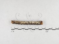 登錄號:F0027189藏品圖，第1張