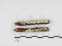 登錄號:F0027193藏品圖，第1張