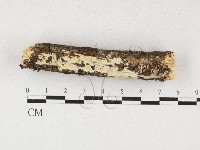 射脈菌屬藏品圖，第1張