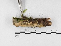 登錄號:F0027200藏品圖，第1張