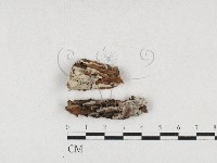 登錄號:F0027202藏品圖，第1張