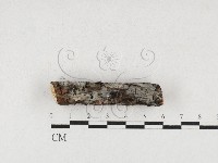 登錄號:F0027205藏品圖，第1張