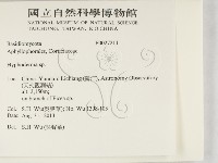 絲皮菌屬藏品圖，第2張