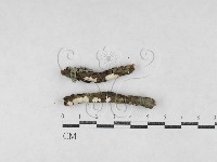 絲皮菌屬藏品圖，第1張