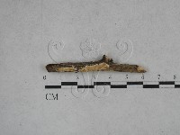 登錄號:F0027212藏品圖，第1張