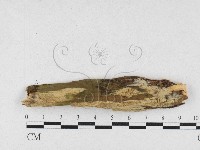 登錄號:F0027213藏品圖，第1張