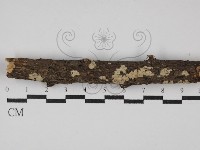 登錄號:F0027214藏品圖，第1張