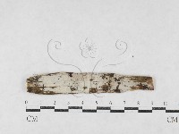 絲皮菌屬藏品圖，第1張