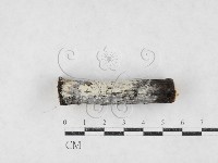 登錄號:F0027216藏品圖，第1張