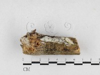 骨皮菌屬藏品圖，第1張