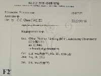 薄孔菌屬藏品圖，第2張