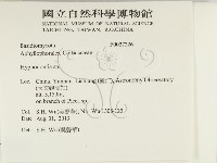 絲齒菌屬藏品圖，第2張