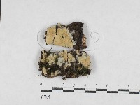 絲齒菌屬藏品圖，第1張