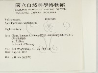 絲齒菌屬藏品圖，第2張