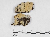 絲齒菌屬藏品圖，第1張