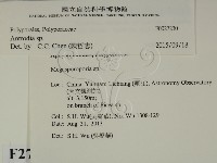 薄孔菌屬藏品圖，第2張