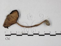 登錄號:F0027233藏品圖，第1張