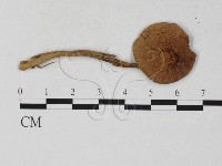 登錄號:F0027236藏品圖，第3張