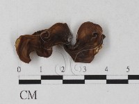 登錄號:F0027237藏品圖，第3張