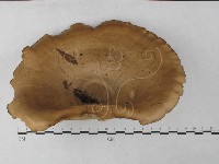 登錄號:F0027239藏品圖，第1張